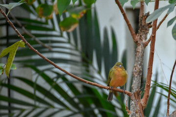 Painted Bunting