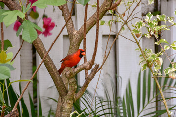 Cardinal
