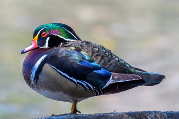 Closeup of a Male Wood Duck Perched on a Wall in Audubon Park, New Orleans, Louisiana, USA