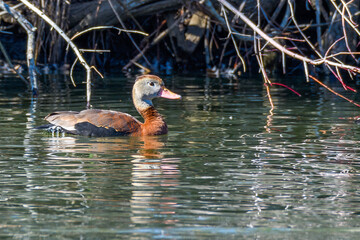 Right Side View of Black-bellied Whistling Duck Swimming on the Surface of the Lagoon at Audubon...