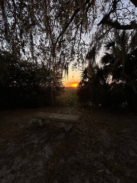 Bench under willow trees in the South Carolina sunset