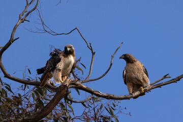 Red tail hawks mate on the tree