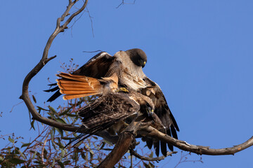 Red tail hawks mate on the tree