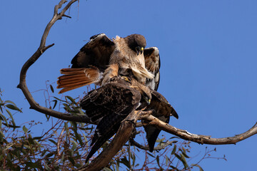Red tail hawks mate on the tree