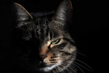 暗闇から見つめる猫