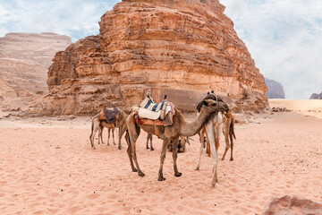 Several riding camels rest while waiting for tourists in the endless sandy red desert of Wadi Rum near Amman in Jordan