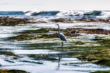 Pismo Beach, United States - February 19 2020 : an ecosystem of the pacific ocean is visible during low tide on this beach with rocks, nature, pools and grass
