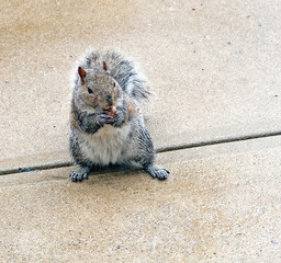 Wet Gray Squirrel Eating Acorn