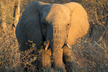 Elephant 
Nature
Wildlife
Kruger national park 
