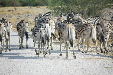 Zebras 
Black&White
Animals
Wildlife
