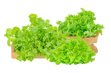 Green oak lettuce vegetable isolated on white background.