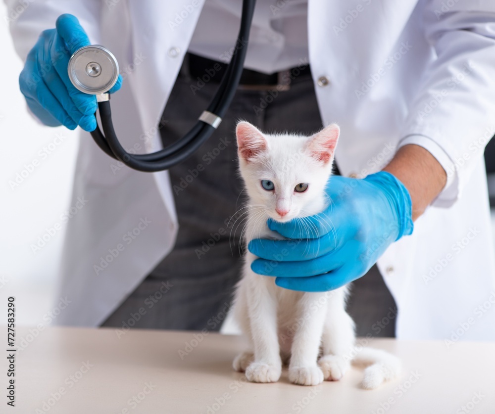 Wall mural Young male doctor examining sick cat