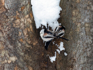 冬のシマエナガ