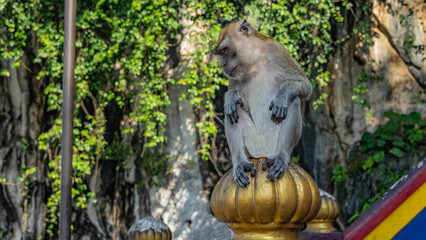 Obraz premium The monkey is sitting on the top of the fence, looking down and away. The head is tilted, the paws with long fingers are folded. Batu caves. Kuala Lumpur. Malaysia.