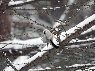 冬のシマエナガ