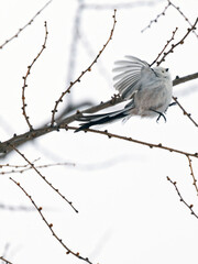 冬のシマエナガ