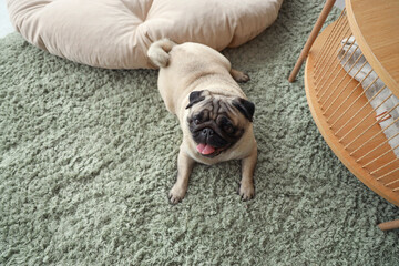 Cute pug dog lying on green carpet at home, top view