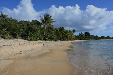 Beach with palm trees - tropical scene - peaceful and empty.