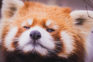 レッサーパンダ