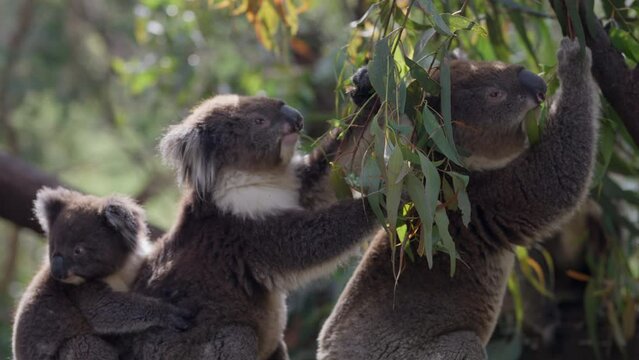 Pair of adult koala bears one of them is holding a joey on her back eating eucalyptus leaves