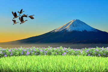 Natural view of flowers with mountains and blue sky in the background. - obrazy, fototapety, plakaty