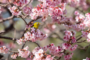 メジロと日寒桜
Cherry blossoms and Japanese white-eye