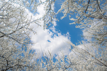 スモモの花
Plum flower