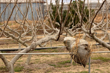 イチジク栽培農園の様子