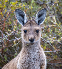 Young Western Grey kangaroo (Macropus fuliginosus). - obrazy, fototapety, plakaty