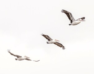Australian pelicans (pelecanus conspicillatus) in flight.
