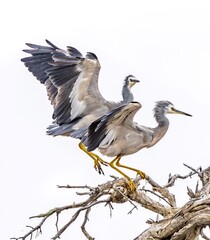 Two White Faced Herons (egretta novahollandiae) trying to land on the same spot on a tree.