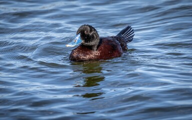 A male blue billed duck (oxyura australis) in breeding colours.