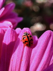 Ladybug sitting on the flower. Cute insect pollinating flower