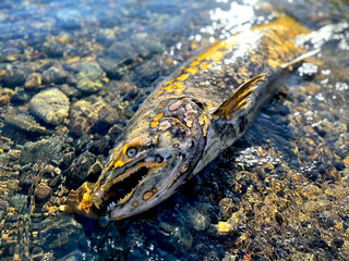 The Fate of the Wild Chinook Salmon in Nature. Washed Fish Carcass Lay on the Rocks During Breeding...