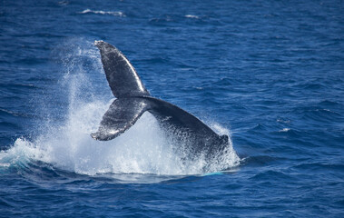 Humpback Whale Tail High Above the Water