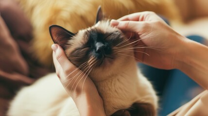 A serene Siamese cat relishes in affectionate petting from its owner