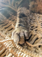 Cat's paw helps with needlework, macramé, pet helper