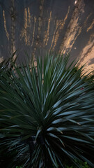 Fototapeta premium plants