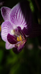 Obraz premium purple orchid flower