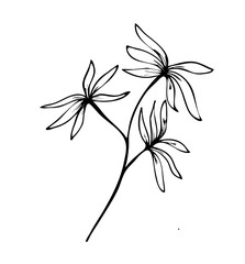 Floral leaves line art vector illustration, flower line art illustration