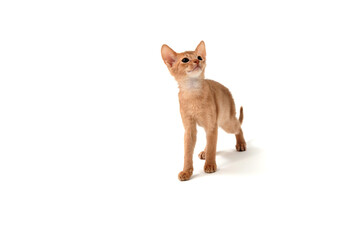 ginger purebred kitten sits on an isolated white background