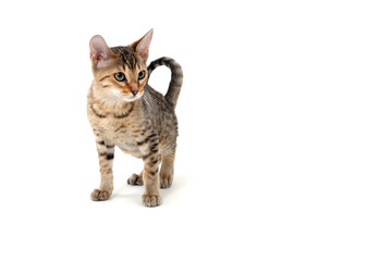 Purebred smooth-haired cat on a white isolated background