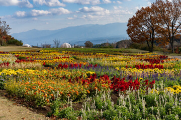 Kuju Flower Park in Oita, Japan