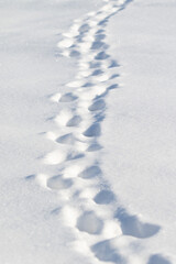 Fototapeta na wymiar White snow background Sunny day