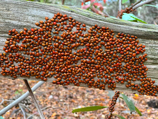 Mass of Convergent Ladybugs (Hippodamia convergens) clustered for warmth on trees, fences and plants during a winter morning at Pinnacles National Park, California.