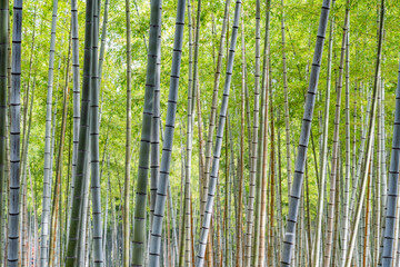 Fototapeta premium Bamboo grove at Beppu Park in Beppu, Japan