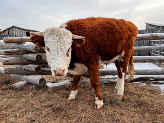 Cow Eating Hay on Farmland in Winter