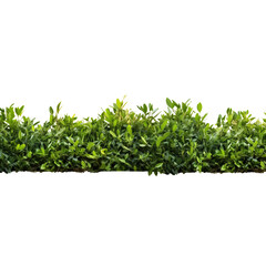 Obraz premium Shrub isolated on transparent background png file.