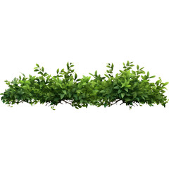 Obraz premium Shrub isolated on transparent background png file.