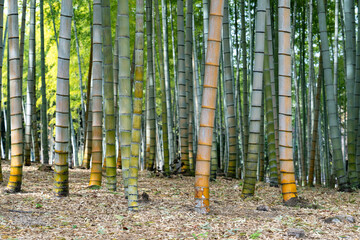 Bamboo grove at Beppu Park in Beppu, Japan